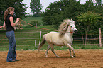 Shetland Pony