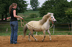 Shetland Pony