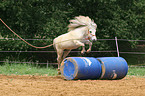 Shetland Pony jumps about barrel