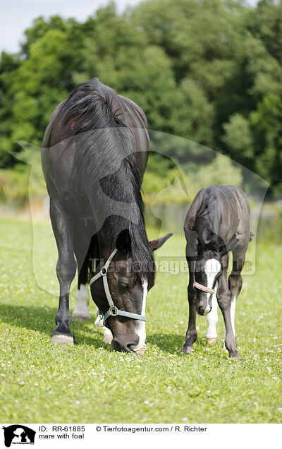Stute mit Fohlen / mare with foal / RR-61885