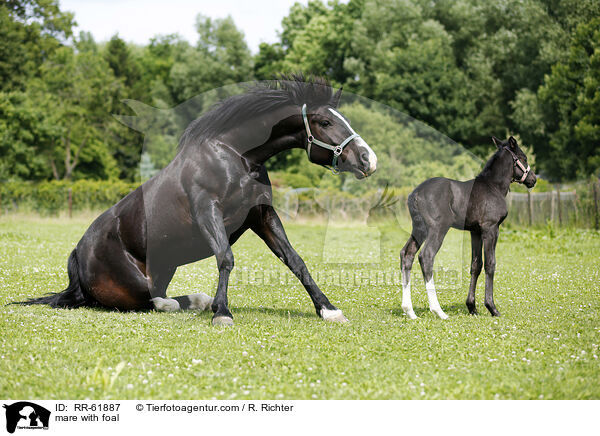 Stute mit Fohlen / mare with foal / RR-61887