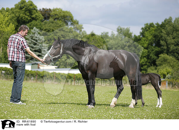 Stute mit Fohlen / mare with foal / RR-61890