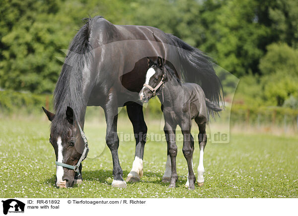 mare with foal / RR-61892