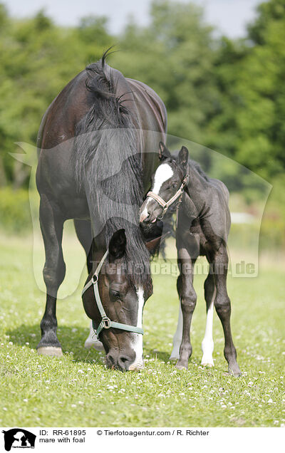 mare with foal / RR-61895