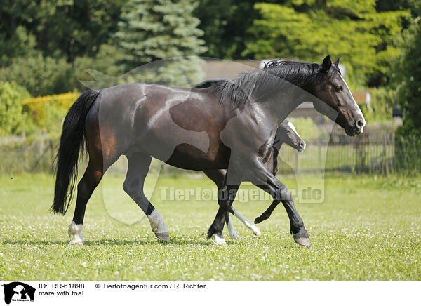 mare with foal / RR-61898