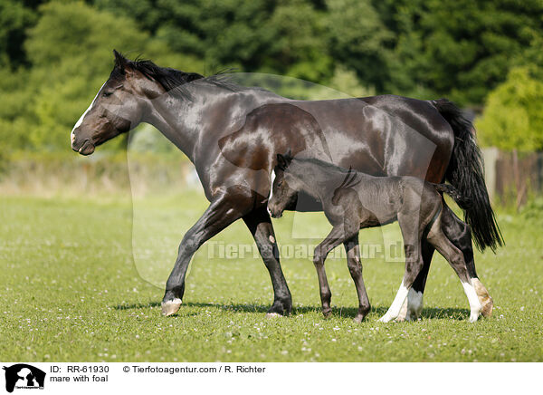 mare with foal / RR-61930
