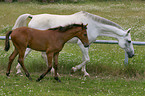 mare with foal