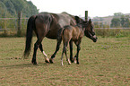 mare with foal