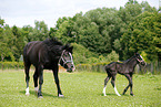 mare with foal