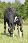 mare with foal