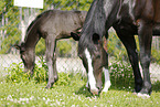 mare with foal