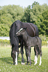 mare with foal