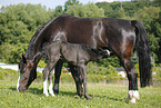 mare with foal