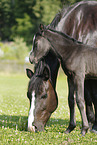 mare with foal