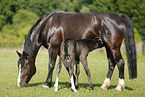 mare with foal