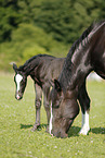 mare with foal