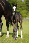 mare with foal