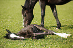 mare with foal