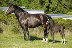 mare with foal