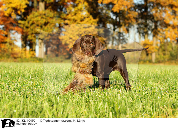 mongrel puppy / KL-10452