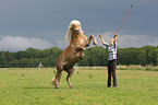 woman with Haflinger horse