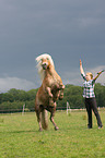 woman with Haflinger horse