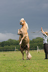 woman with Haflinger horse