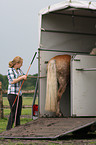 woman with Haflinger horse