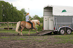 woman with Haflinger horse