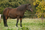 old horse