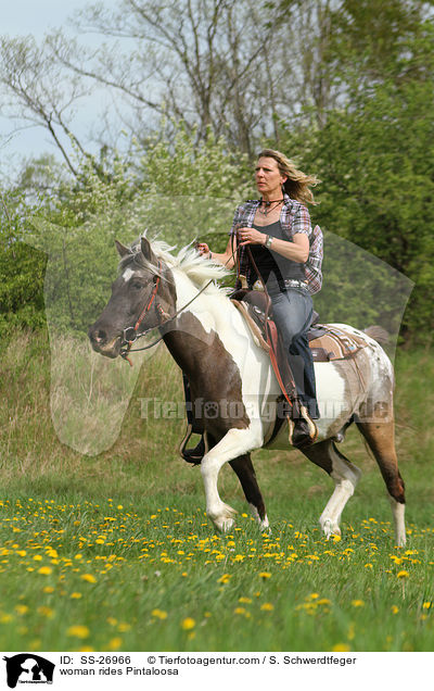 Frau reitet Pintaloosa / woman rides Pintaloosa / SS-26966