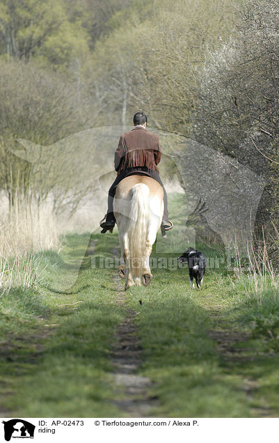 Reitbegleithund / riding / AP-02473