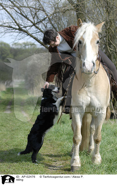 Reitbegleithund / riding / AP-02476
