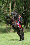 woman with friesian horse at show