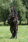 woman with friesian horse at show