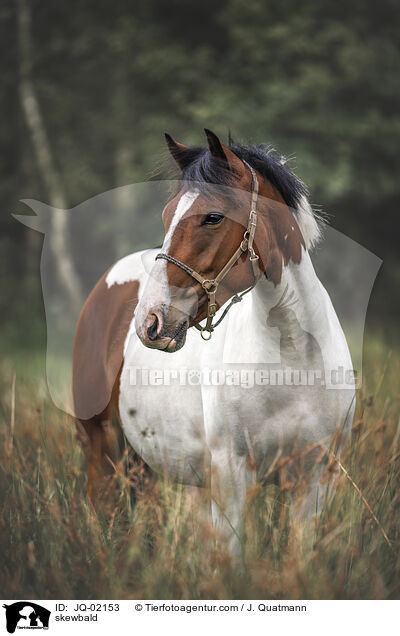 skewbald / JQ-02153