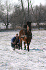 sledging with horse