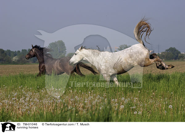 running horses / TM-01046