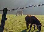 fenced paddock