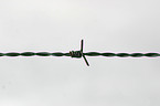 barbwire