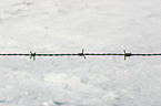 barbwire