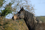 horse portrait