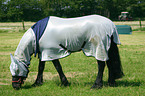 eczema horse