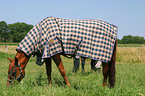 horse with bucket