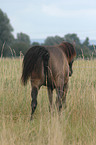 peeing mare