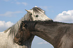 horses
