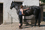 girl currying horse