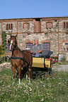 German Riding Pony with carriage