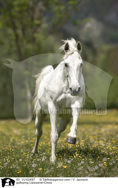 galloping Lipizzaner-Cross / VJ-02487