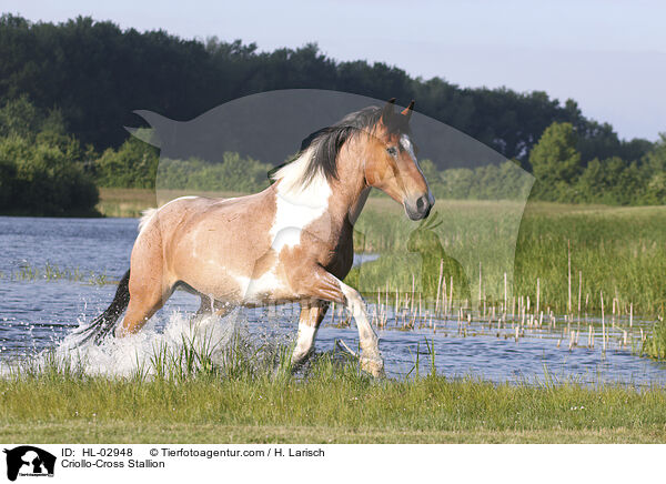 Criollo-Mix Hengst / Criollo-Cross Stallion / HL-02948